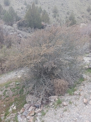 Cercocarpus ledifolius