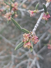 Cercocarpus ledifolius