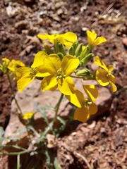 Erysimum asperum purshii