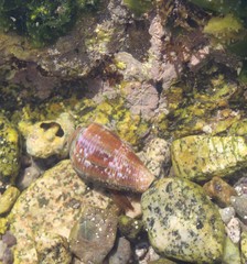 Conus purpurascens