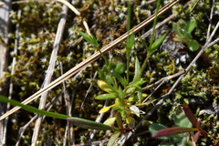 Stellaria nitens