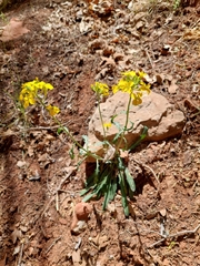 Erysimum asperum purshii