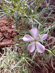 Phlox austromontana