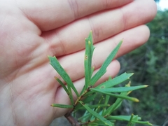 Hakea varia
