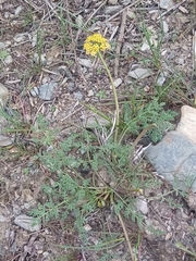 Lomatium papilioniferum