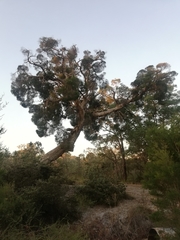 Melaleuca preissiana