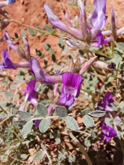 Astragalus zionis