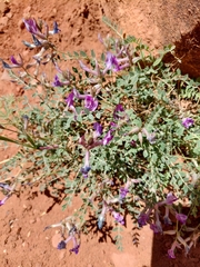 Astragalus zionis