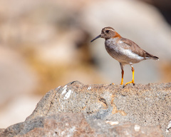 Phegornis mitchellii