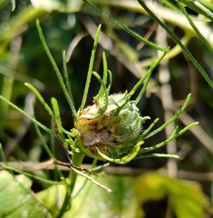 Rhopalomyia erigerontis