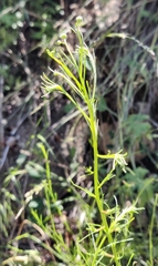 Rhopalomyia erigerontis