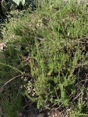 Magnoliopsida