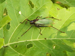 Pterophylla beltrani