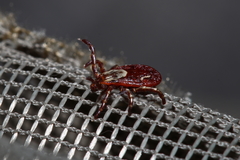 Dermacentor andersoni