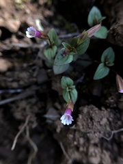 Erythranthe inconspicua