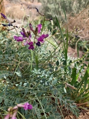 Astragalus zionis
