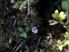 Erythranthe inconspicua