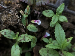 Erythranthe inconspicua
