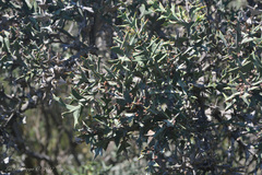 Colletia paradoxa