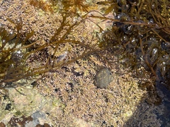Egregia menziesii