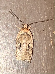 Agonopterix curvilineella