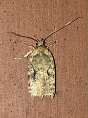 Agonopterix curvilineella
