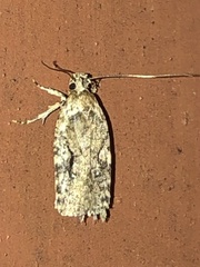 Agonopterix curvilineella