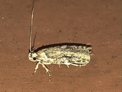 Agonopterix curvilineella