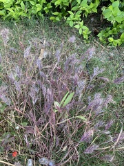 Poaceae