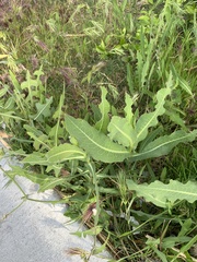 Lactuca serriola