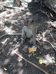 Macaca fascicularis