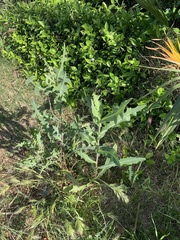 Lactuca serriola