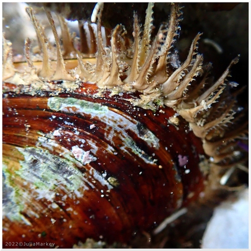 Fat Horse Mussel