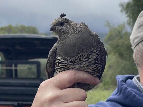 iNaturalist observation photo of California Quail