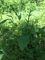 Polygonatum biflorum commutatum