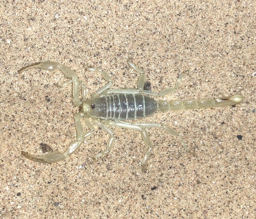 Paruroctonus xanthus from Brawley, CA, US on April 25, 2022 at 0810 PM