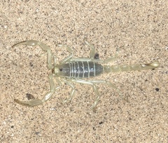 Paruroctonus xanthus