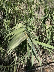 Miscanthus × longiberbis