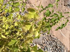 Perityle crassifolia
