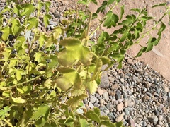 Perityle crassifolia