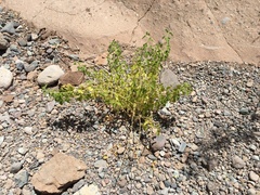 Perityle crassifolia