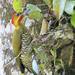 White-throated Woodpecker - Photo (c) upupamartin, some rights reserved (CC BY-NC-ND), uploaded by upupamartin