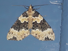 Ecliptopera fulvotincta