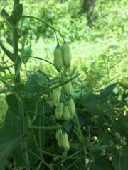 Polygonatum biflorum commutatum