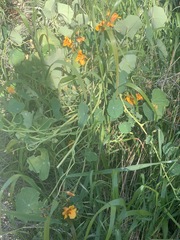 Tropaeolum majus
