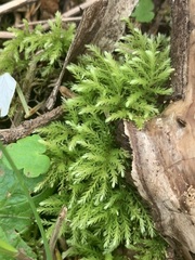 Leucolepis
