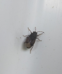 Stygnocoris