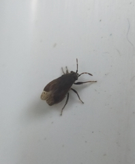 Stygnocoris