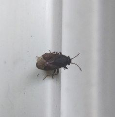 Stygnocoris