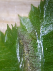 Eotetranychus carpini